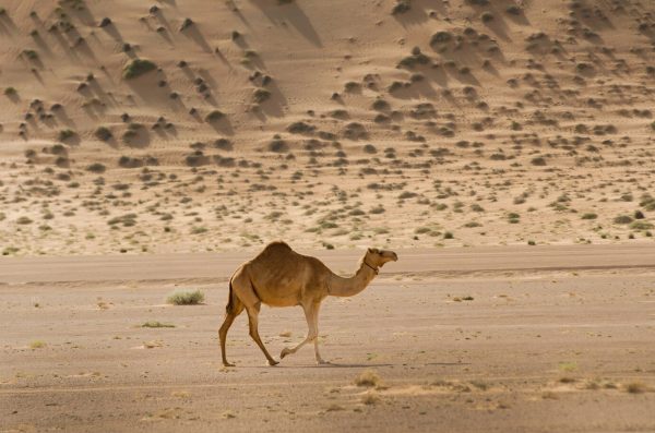 CAMEL MILK POWDER - Image 5